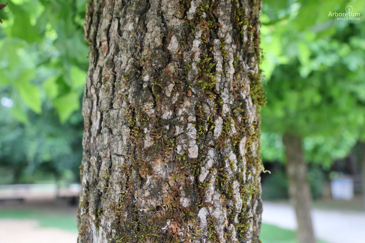 L-9-5_Liquidambar styraciflua ‘Gum Ball’_d