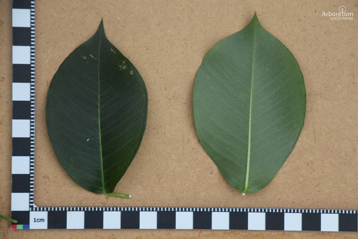 L-9-7_Periploca graeca_l5