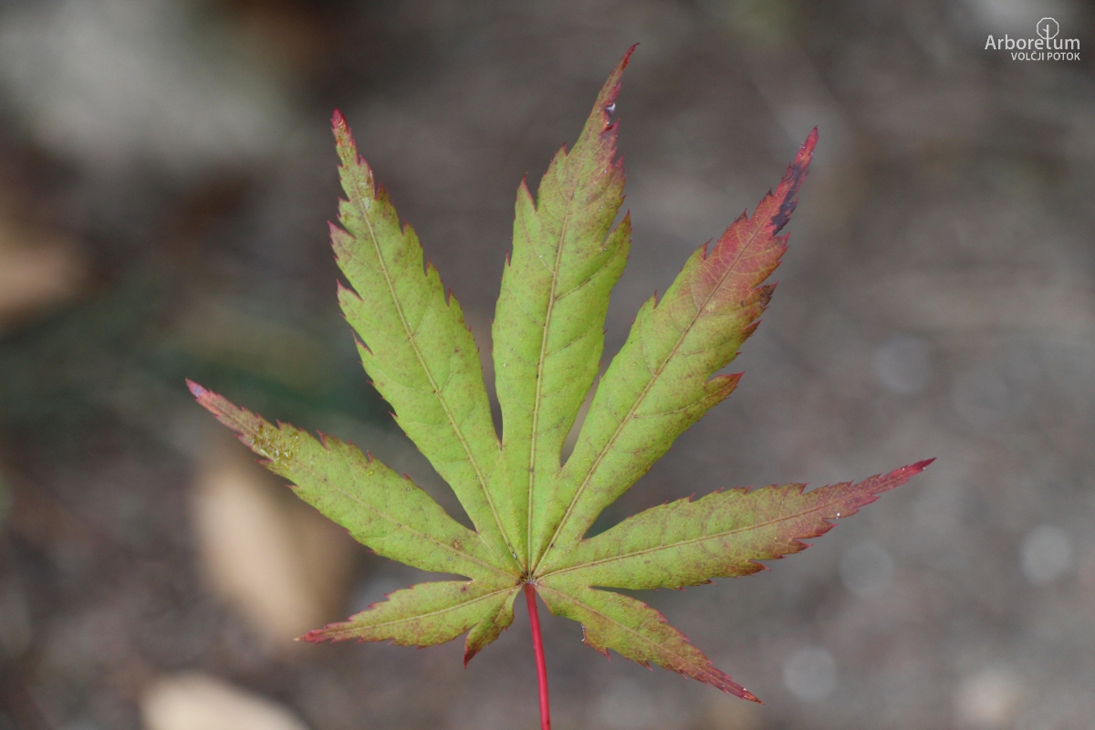 N-4-46_Acer shirasawanum ‘Seasons of Change’_l