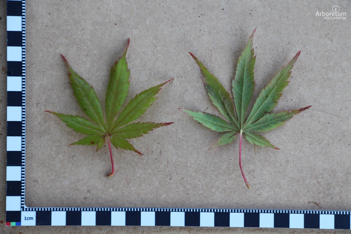 N-4-46_Acer shirasawanum ‘Seasons of Change’_l5