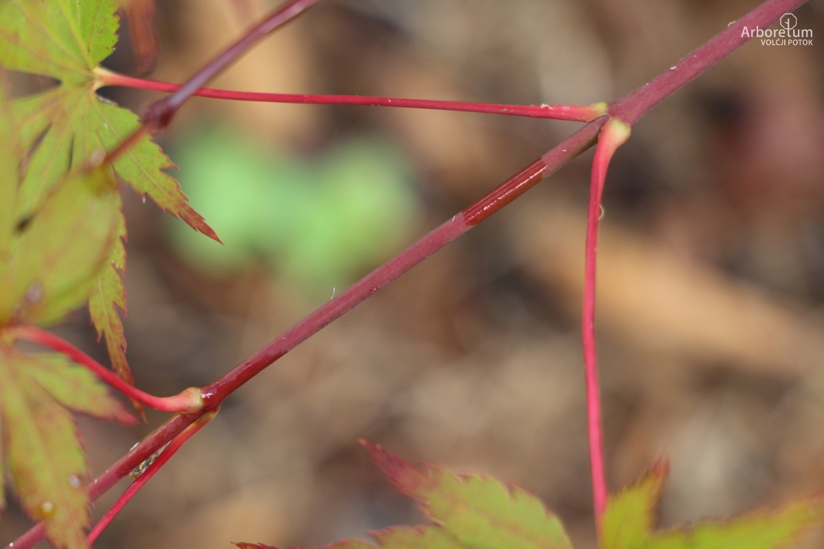 N-4-46_Acer shirasawanum ‘Seasons of Change’_v