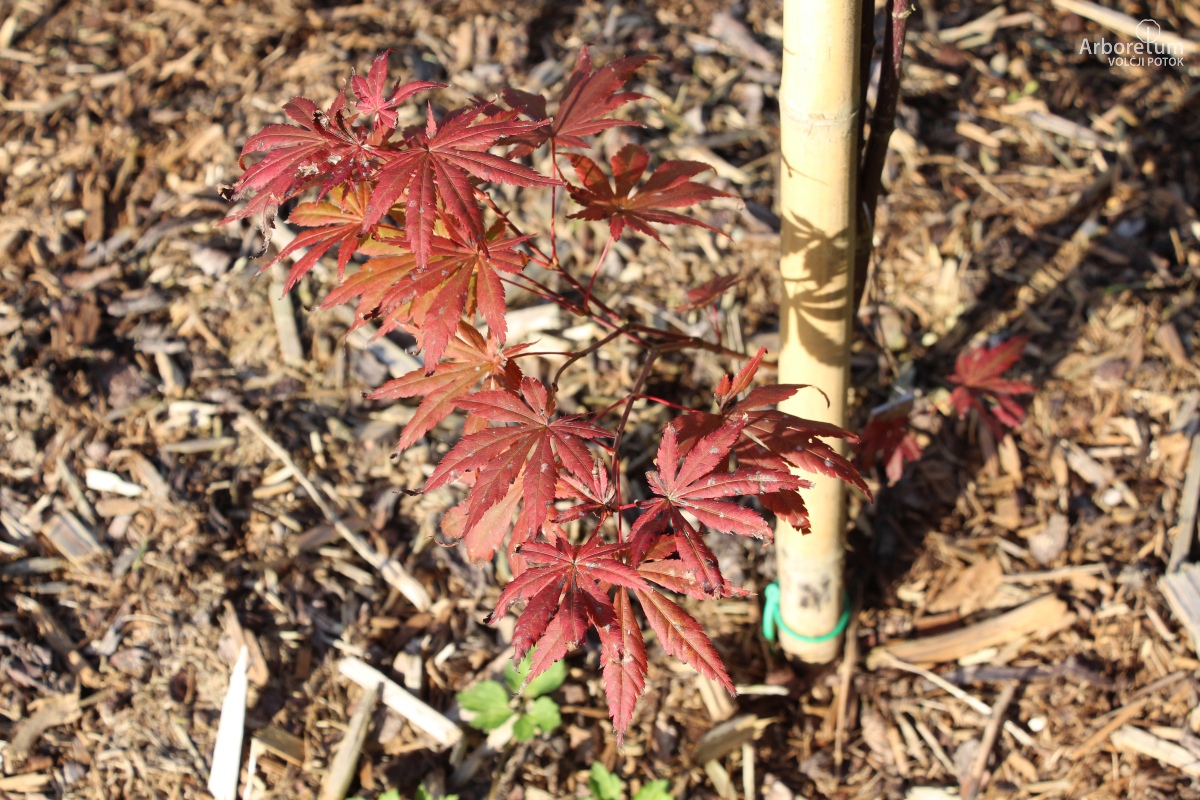 N-4-46_Acer shirasawanum ‘Seasons of Change’_v5