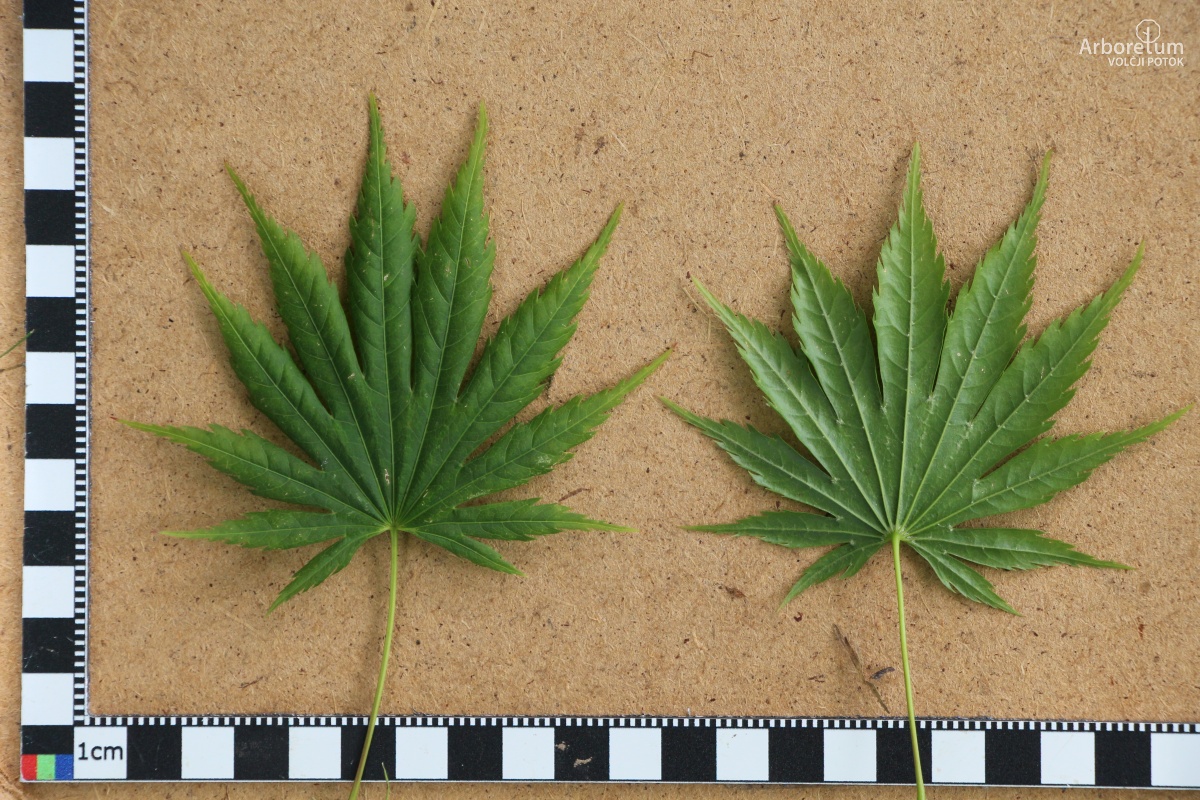 A-2-14_Acer shirasawanum ‘Palmatifolium’_l