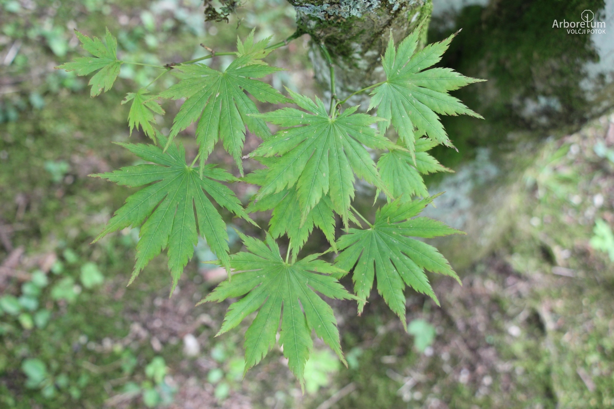 A-2-14_Acer shirasawanum ‘Palmatifolium’_v2