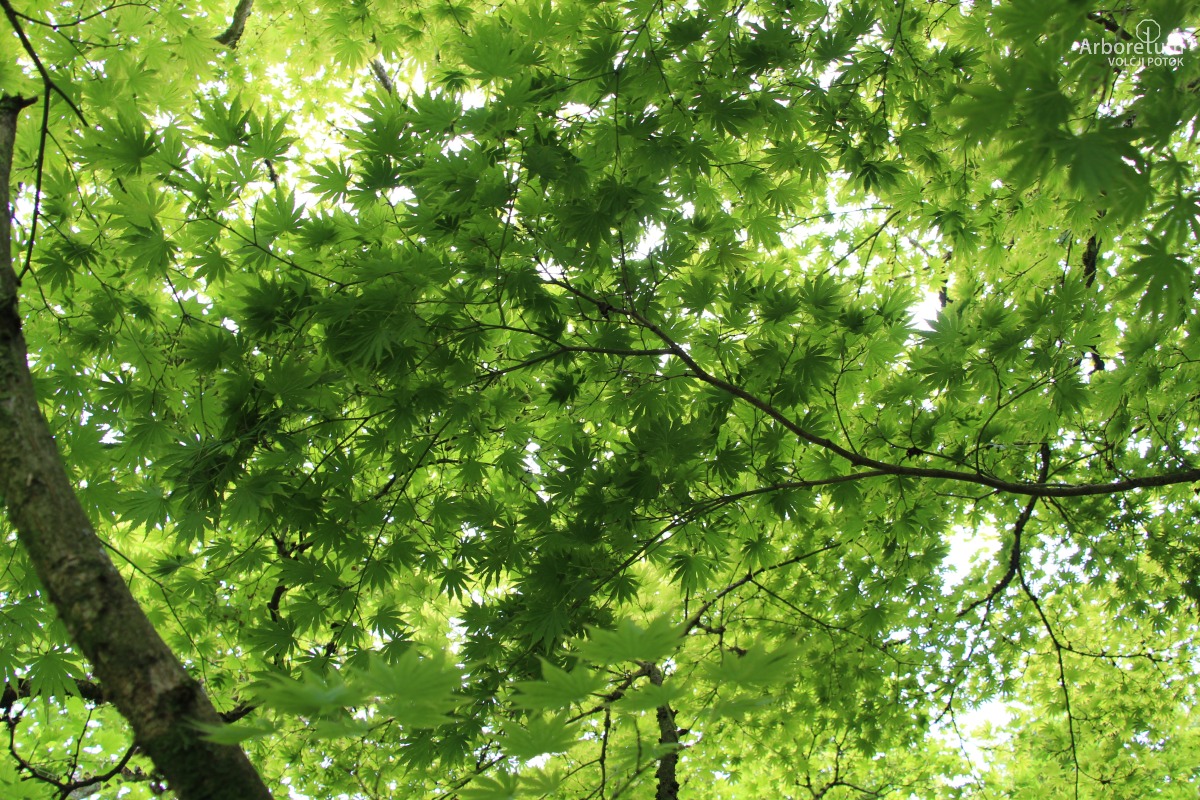 A-2-14_Acer shirasawanum ‘Palmatifolium’_v3