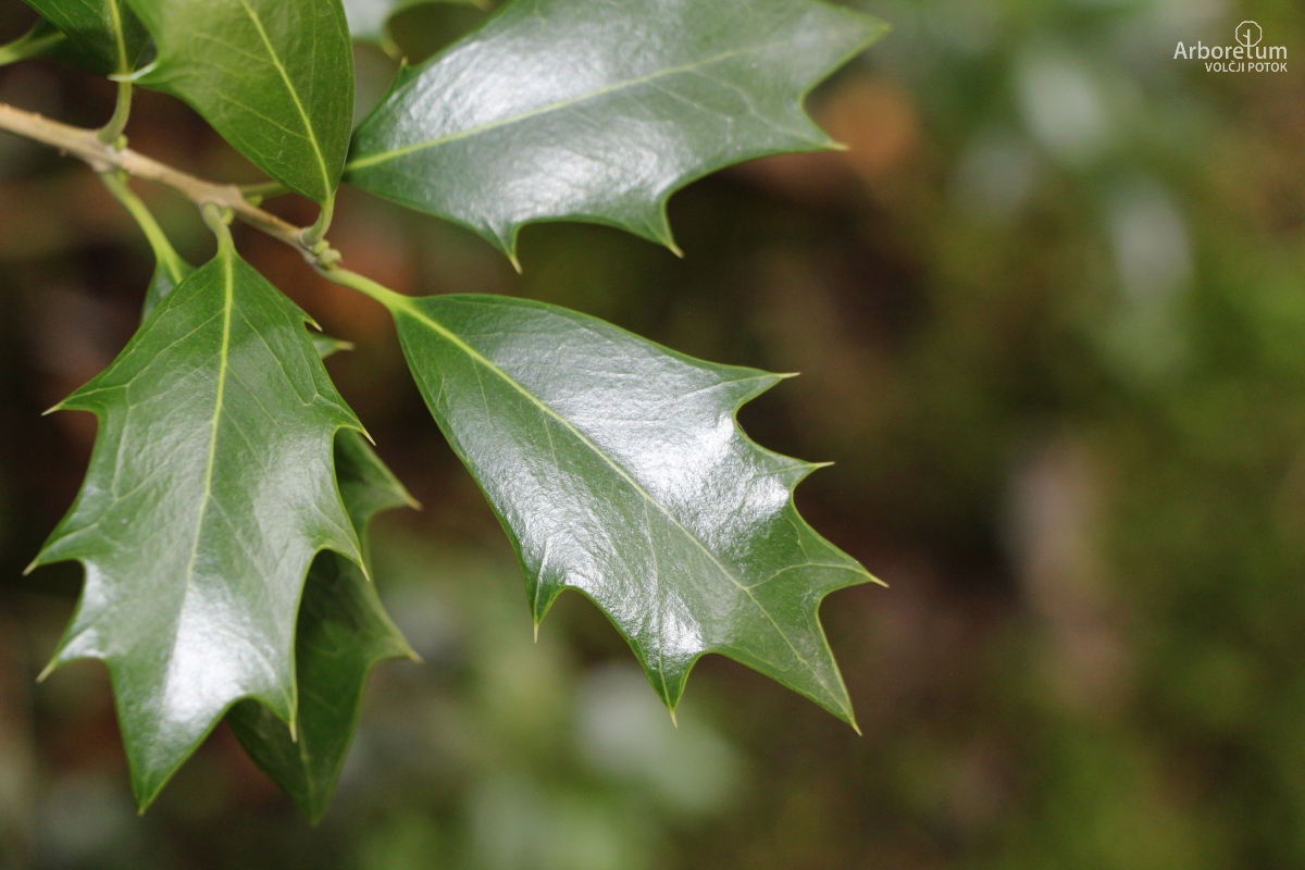 B-1-141_Osmanthus heterophyllus_l