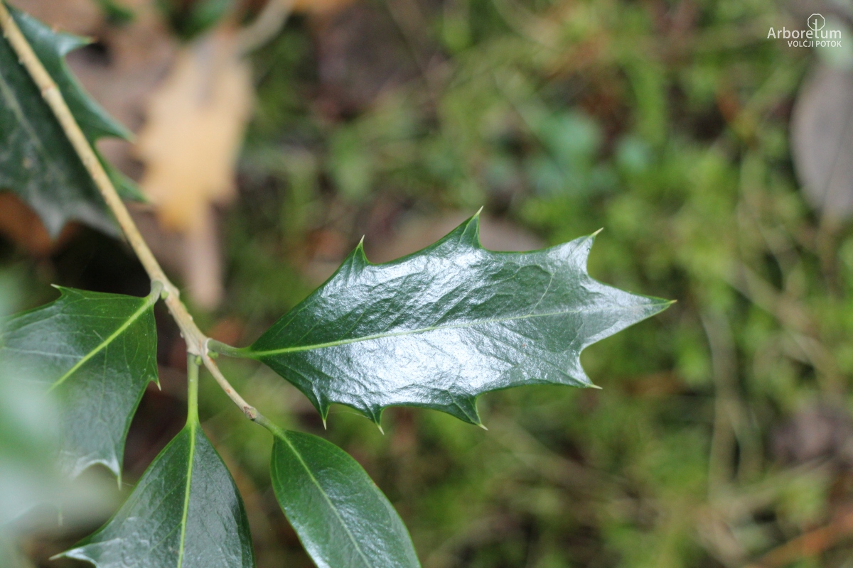 B-1-141_Osmanthus heterophyllus_l2