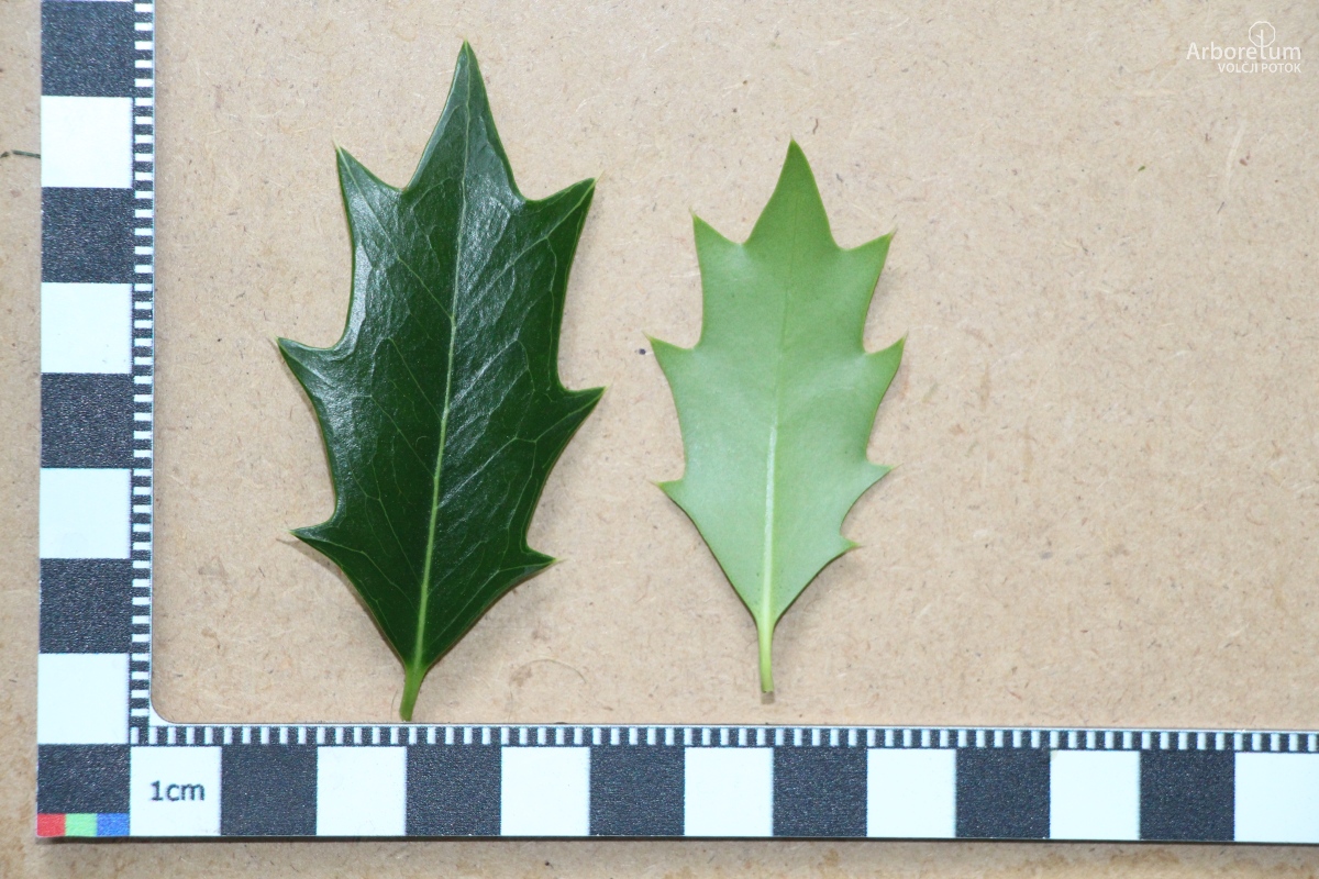 B-1-141_Osmanthus heterophyllus_l5