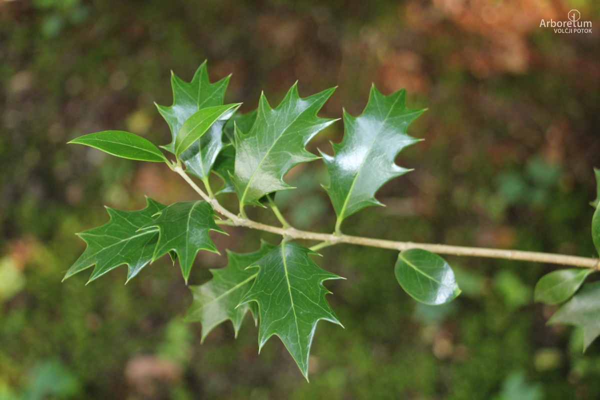 B-1-141_Osmanthus heterophyllus_v