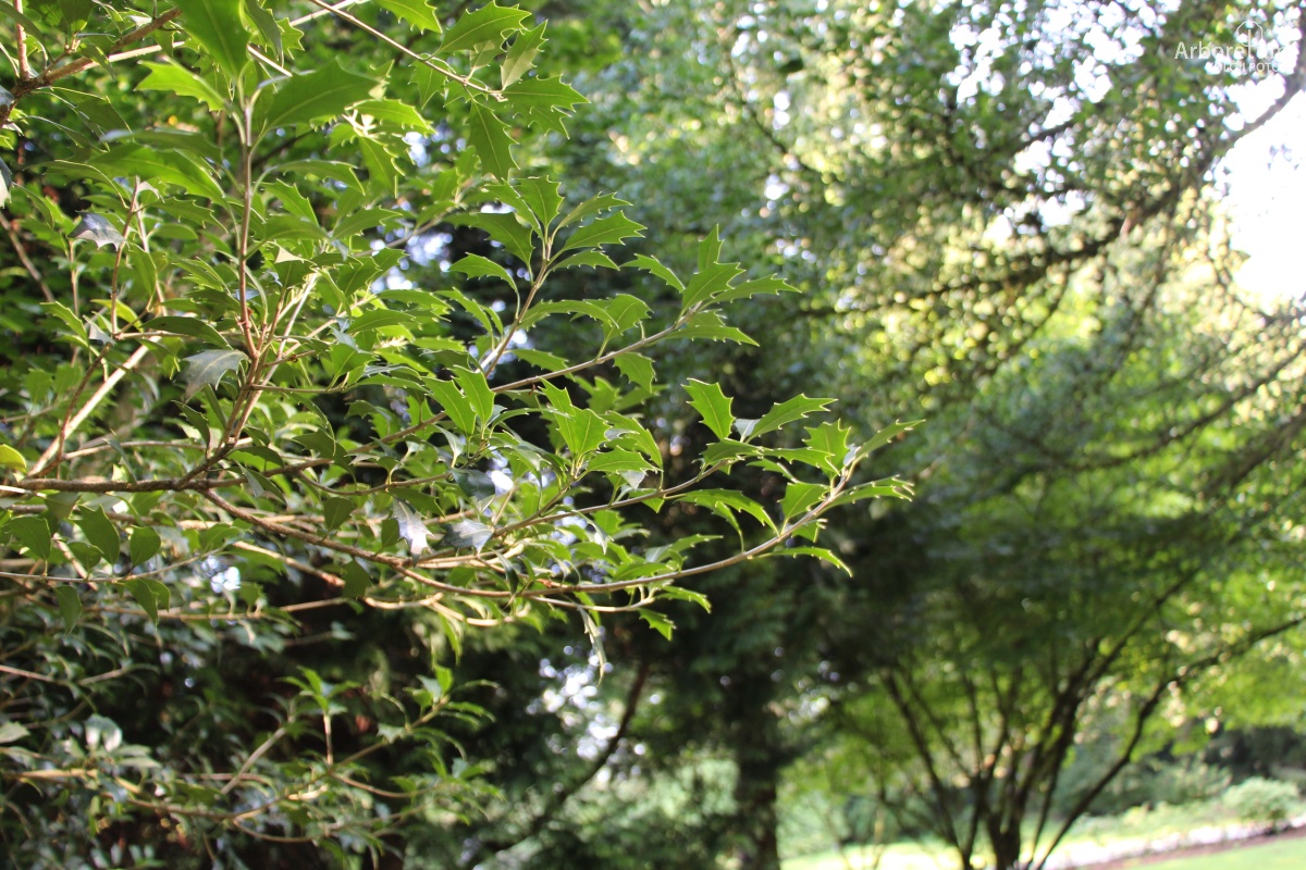 B-1-141_Osmanthus heterophyllus_v3