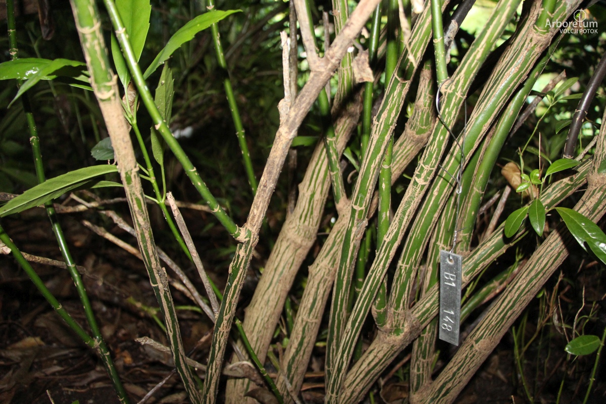 B-1-148_Aucuba japonica ‘Longifolia’_d