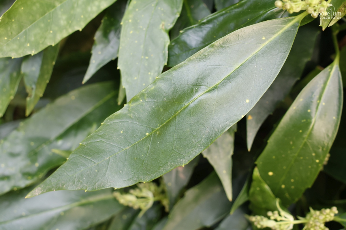 B-1-148_Aucuba japonica ‘Longifolia’_l