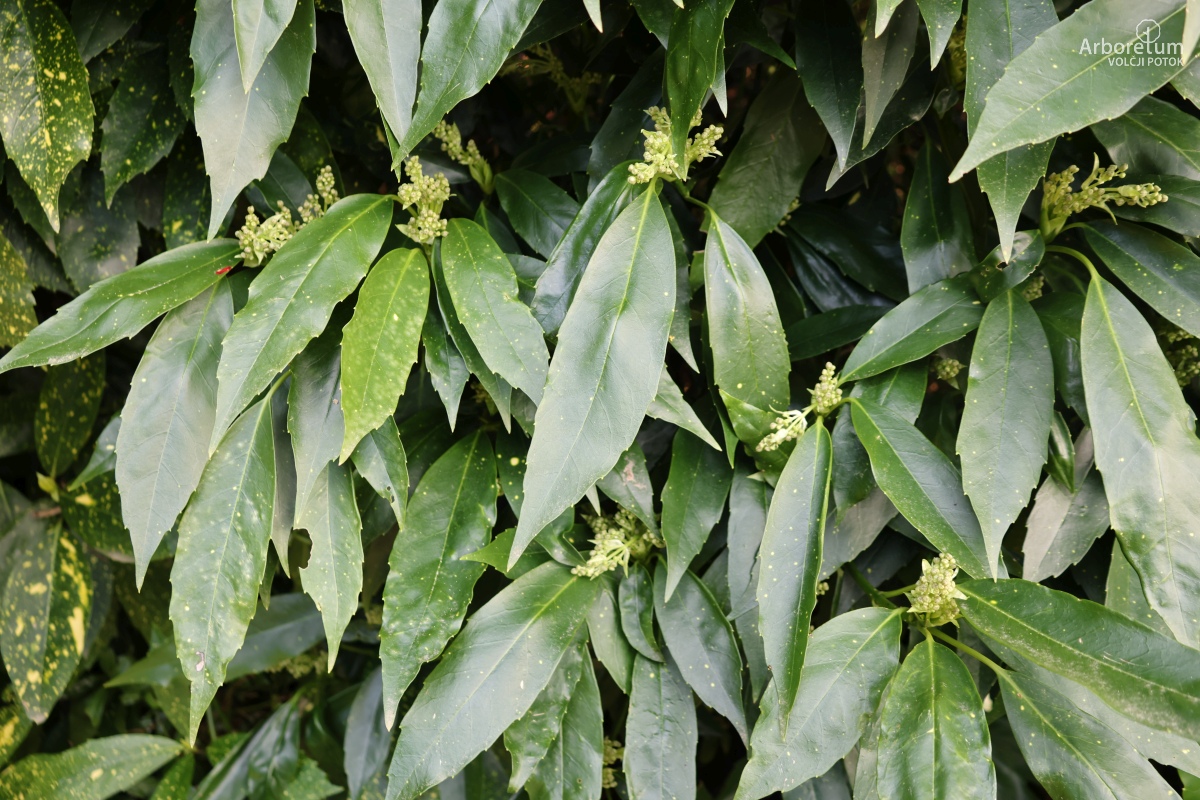 B-1-148_Aucuba japonica ‘Longifolia’_v