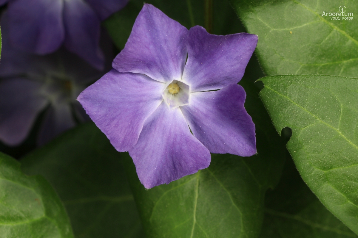 B-1-152_Vinca major_c5_april