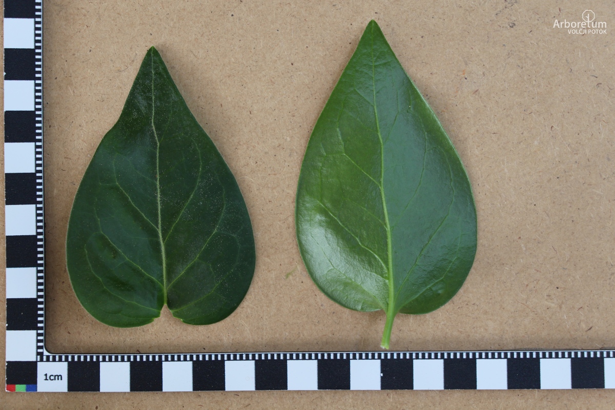 B-1-152_Vinca major_l5_april