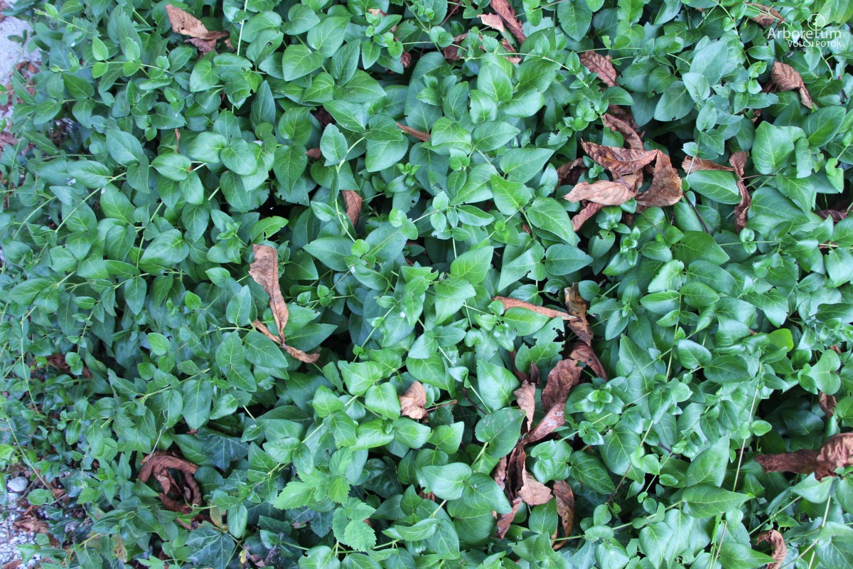 B-1-152_Vinca major_v