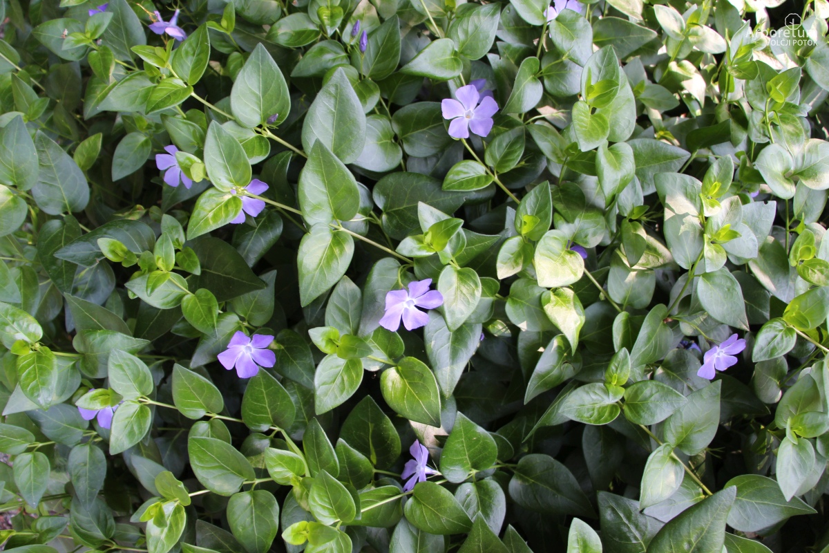B-1-152_vinca major_v16