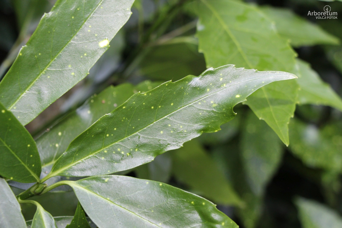 B-1-155_Aucuba japonica_l