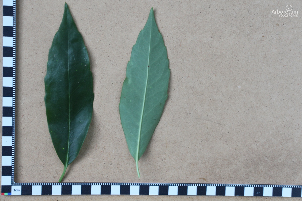 B-1-155_Aucuba japonica_l5
