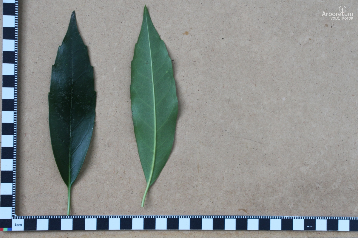 B-1-40_Aucuba japonica ‘Serratifolia’_l5