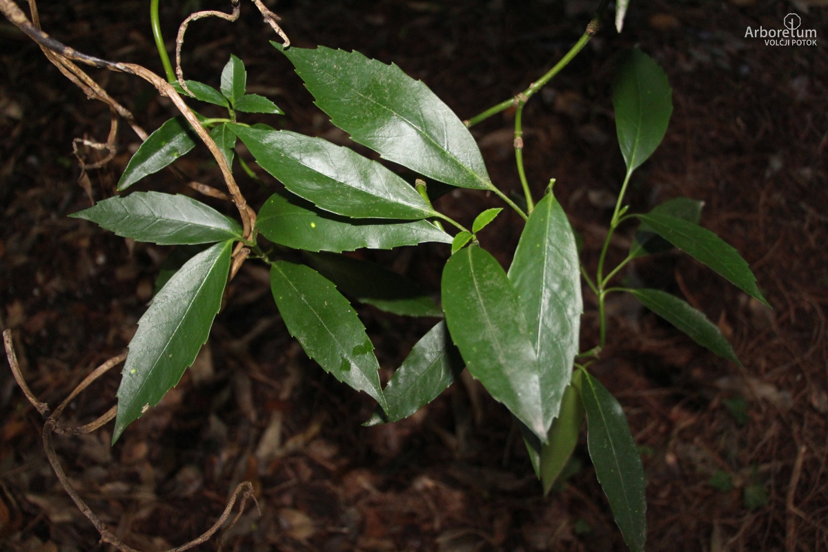 B-1-40_Aucuba japonica ‘Serratifolia’_v