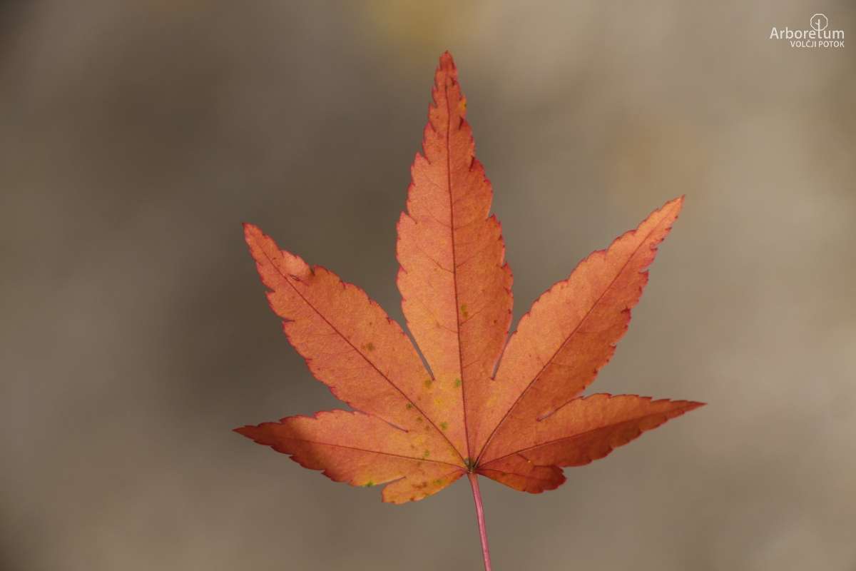 B-1-45_Acer palmatum_l11