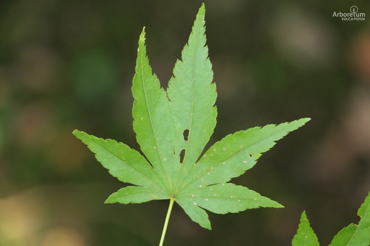 B-1-45_Acer palmatum_l5