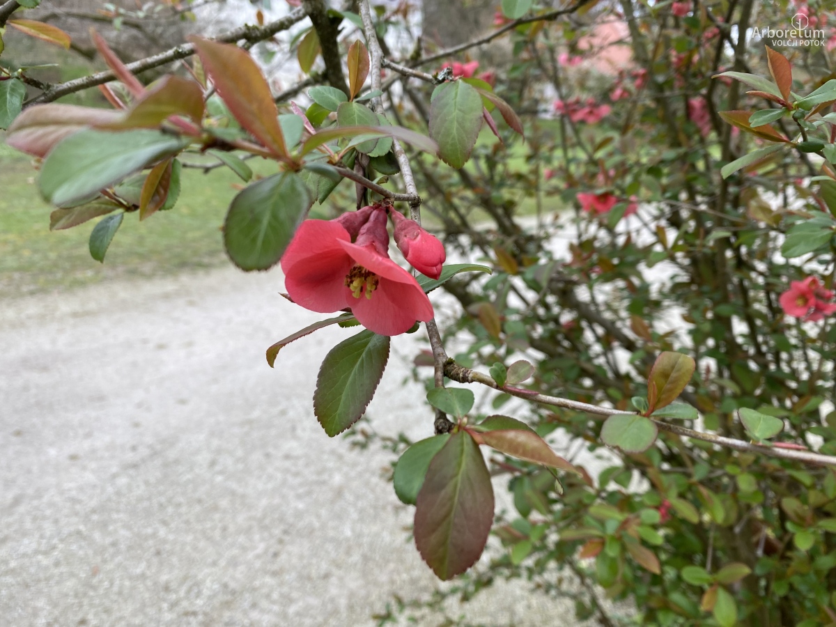 B-1-50-Chaenomeles speciosa _v