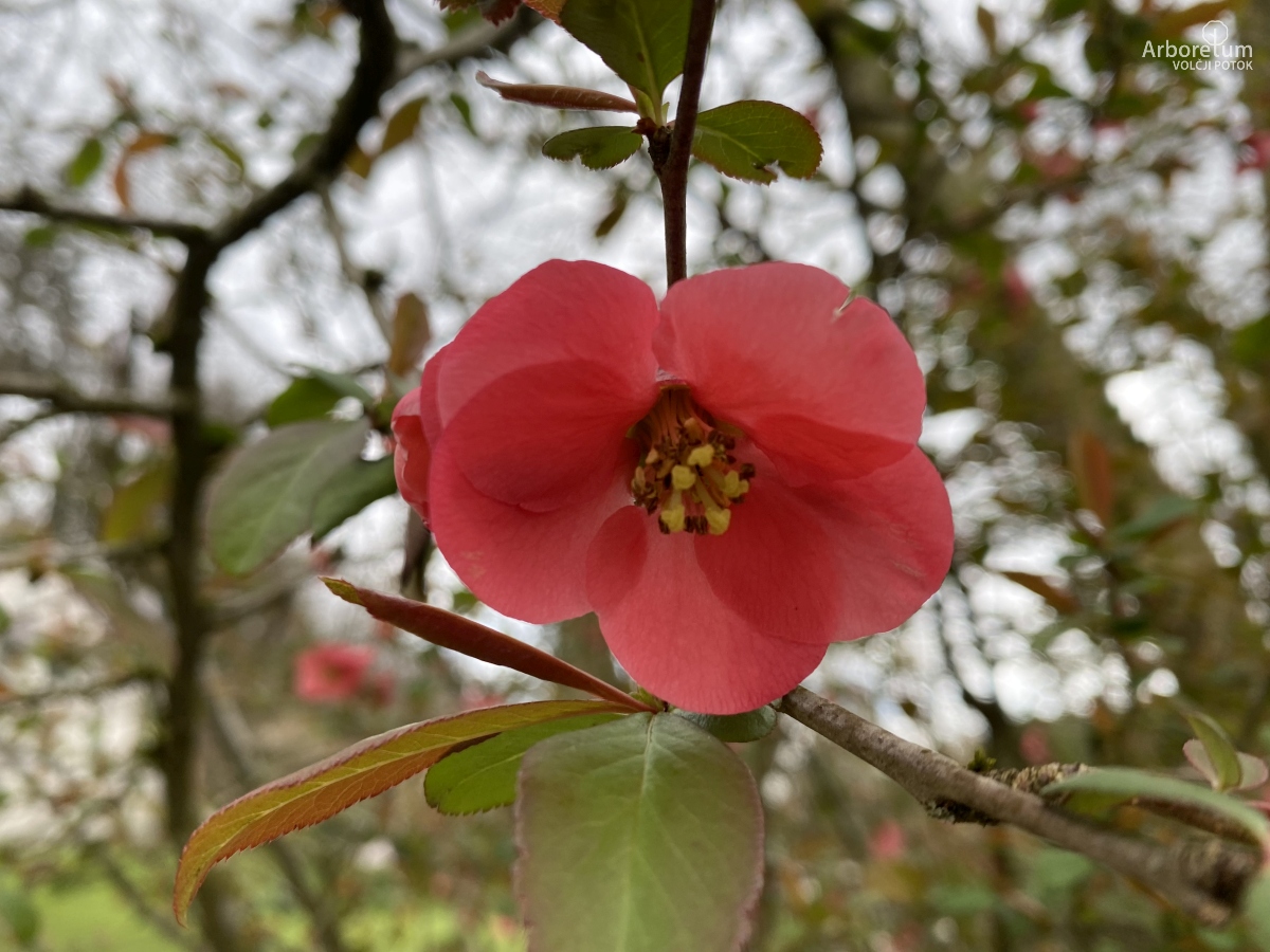 B-1-50_Chaenomeles speciosa _c