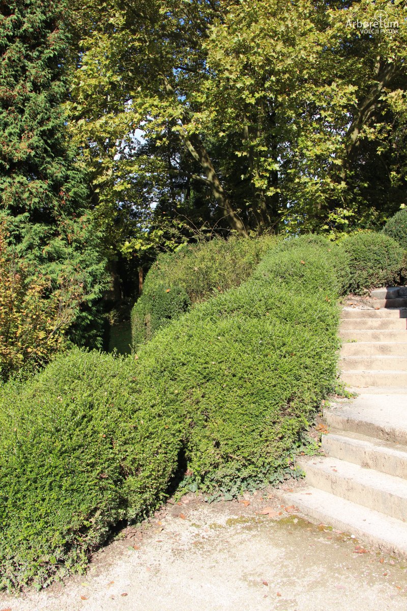 Bleee kostenievje 'Elegant' - Arboretum