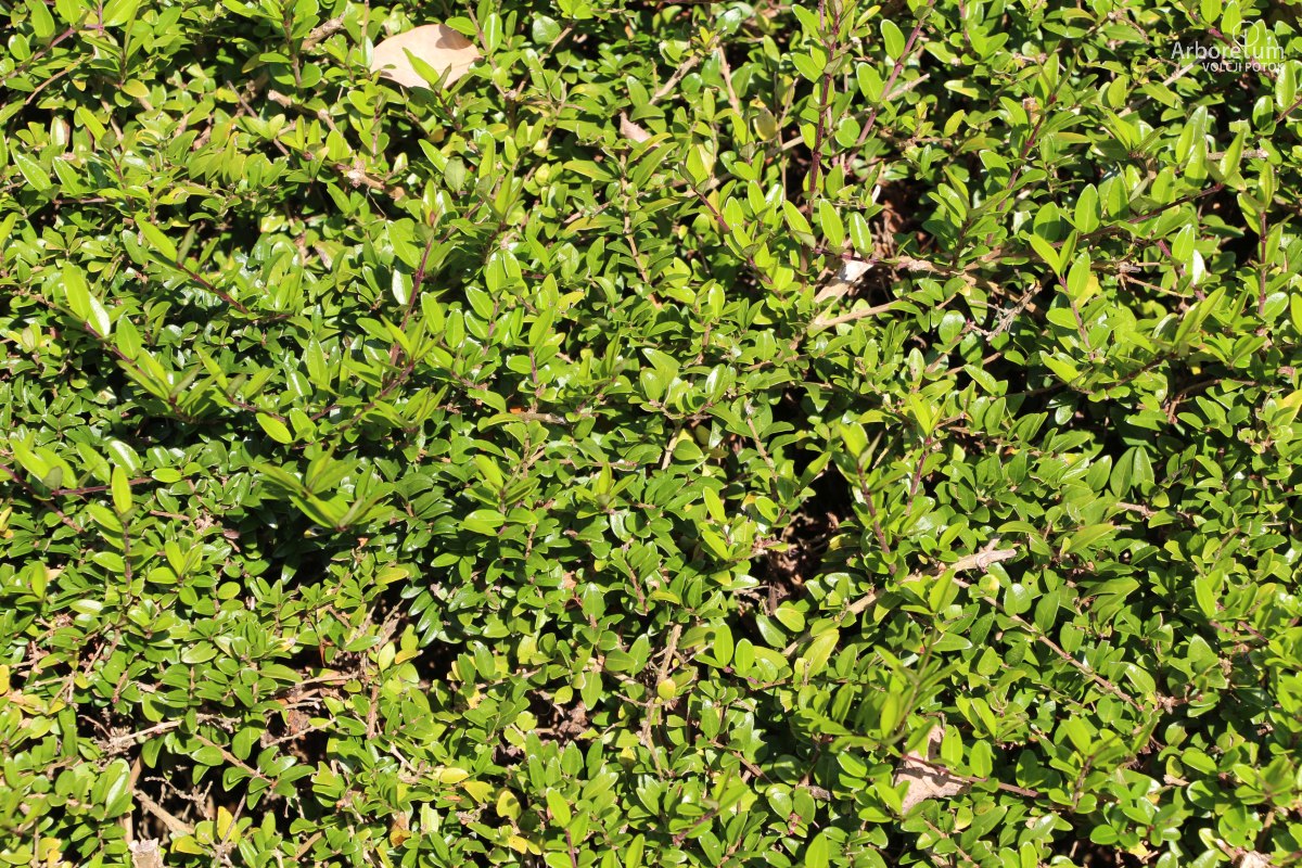 B-1-55_Lonicera nitida ‘Elegant’_v