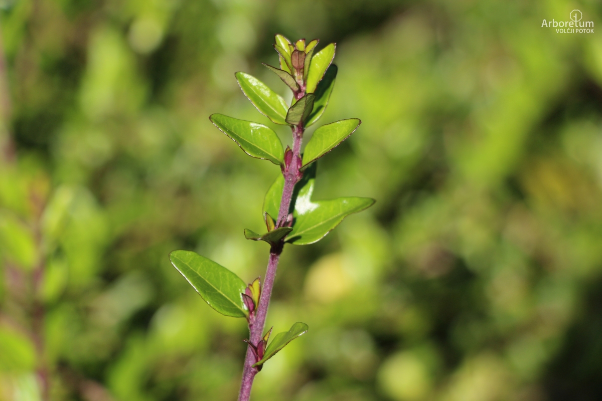 B-1-55_Lonicera nitida ‘Elegant’_v2