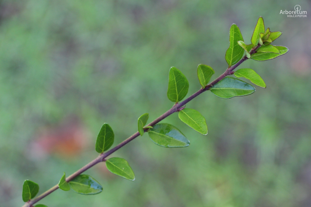 B-1-55_Lonicera nitida ‘Elegant’_v3