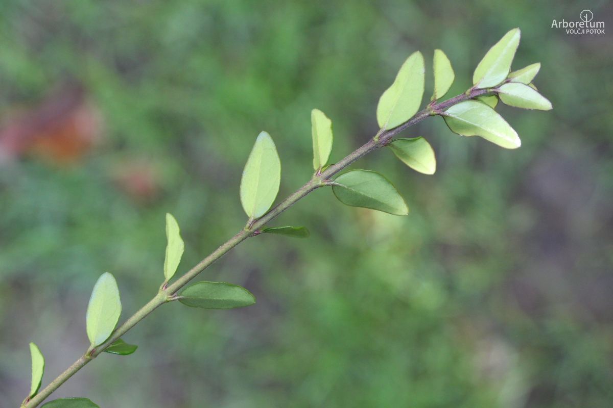 B-1-55_Lonicera nitida ‘Elegant’_v4