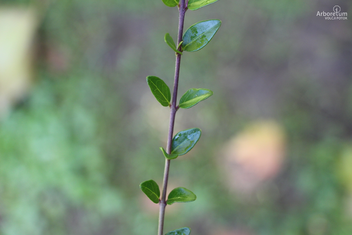 B-1-55_Lonicera nitida ‘Elegant’_v5