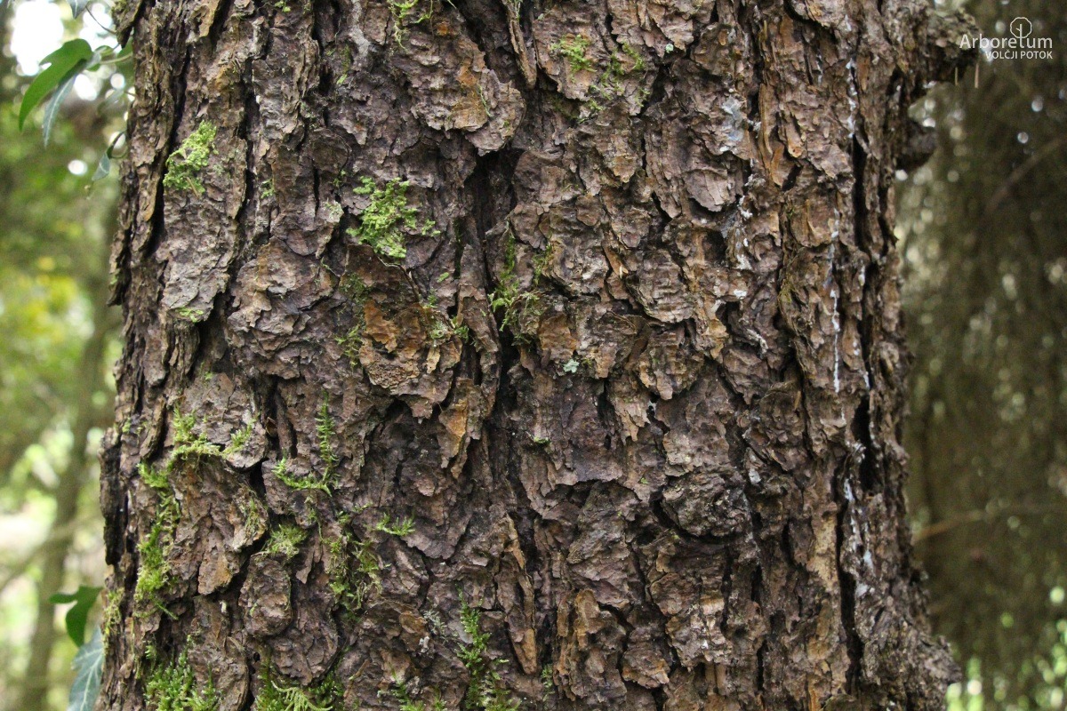 B-1-68_Picea purpurea_d5