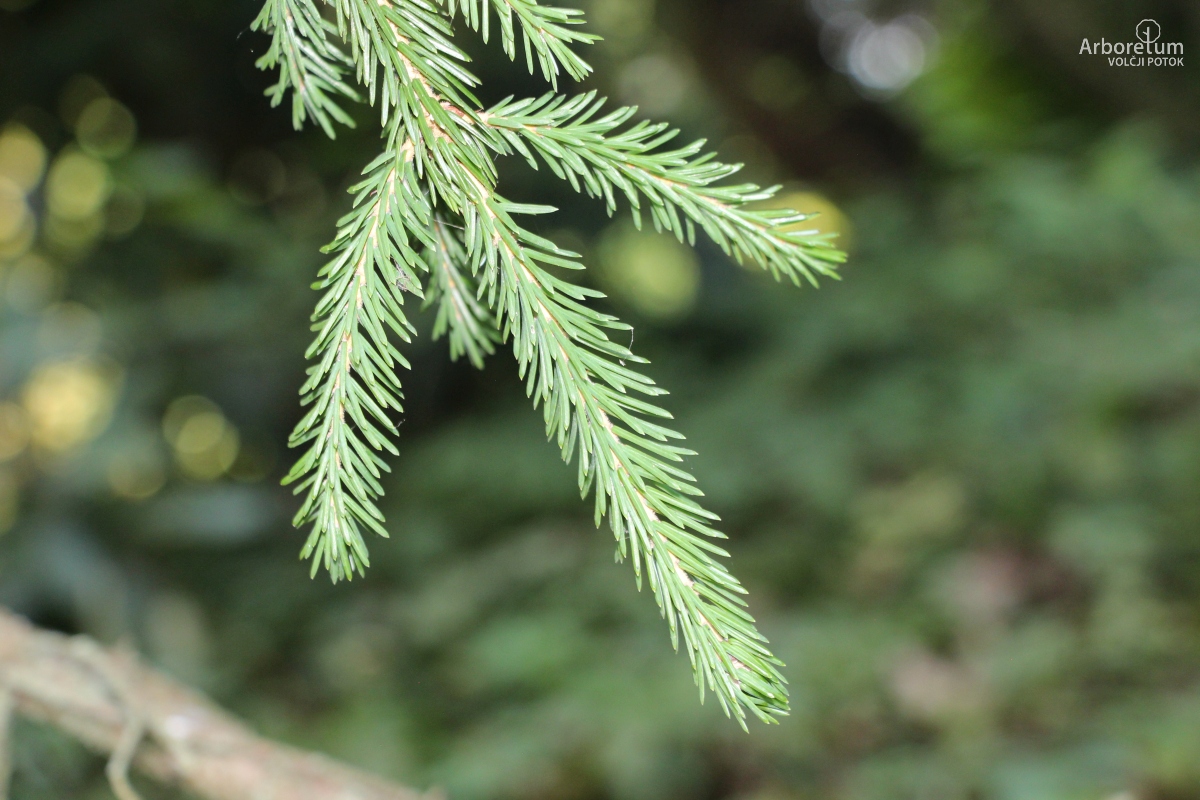 B-1-68_Picea purpurea_v