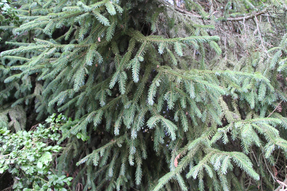 B-1-68_Picea purpurea_v2