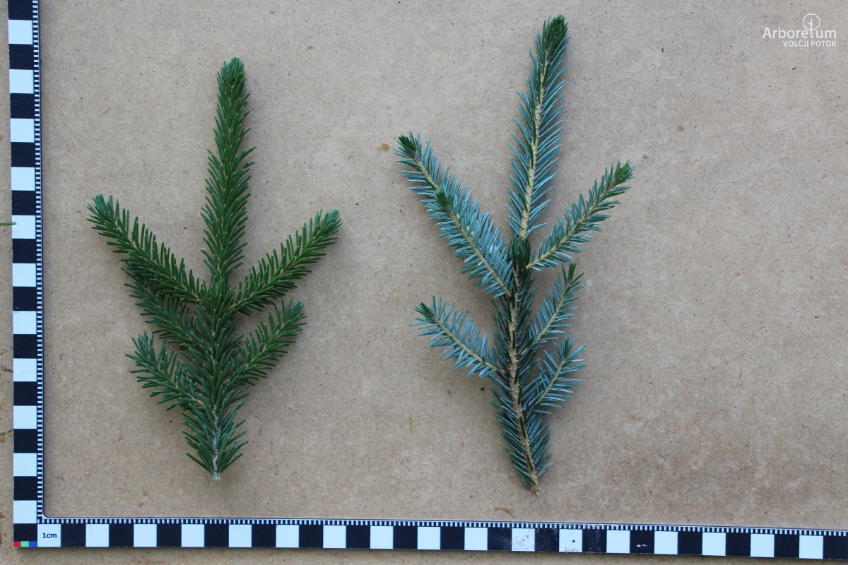 B-1-68_Picea purpurea_v3