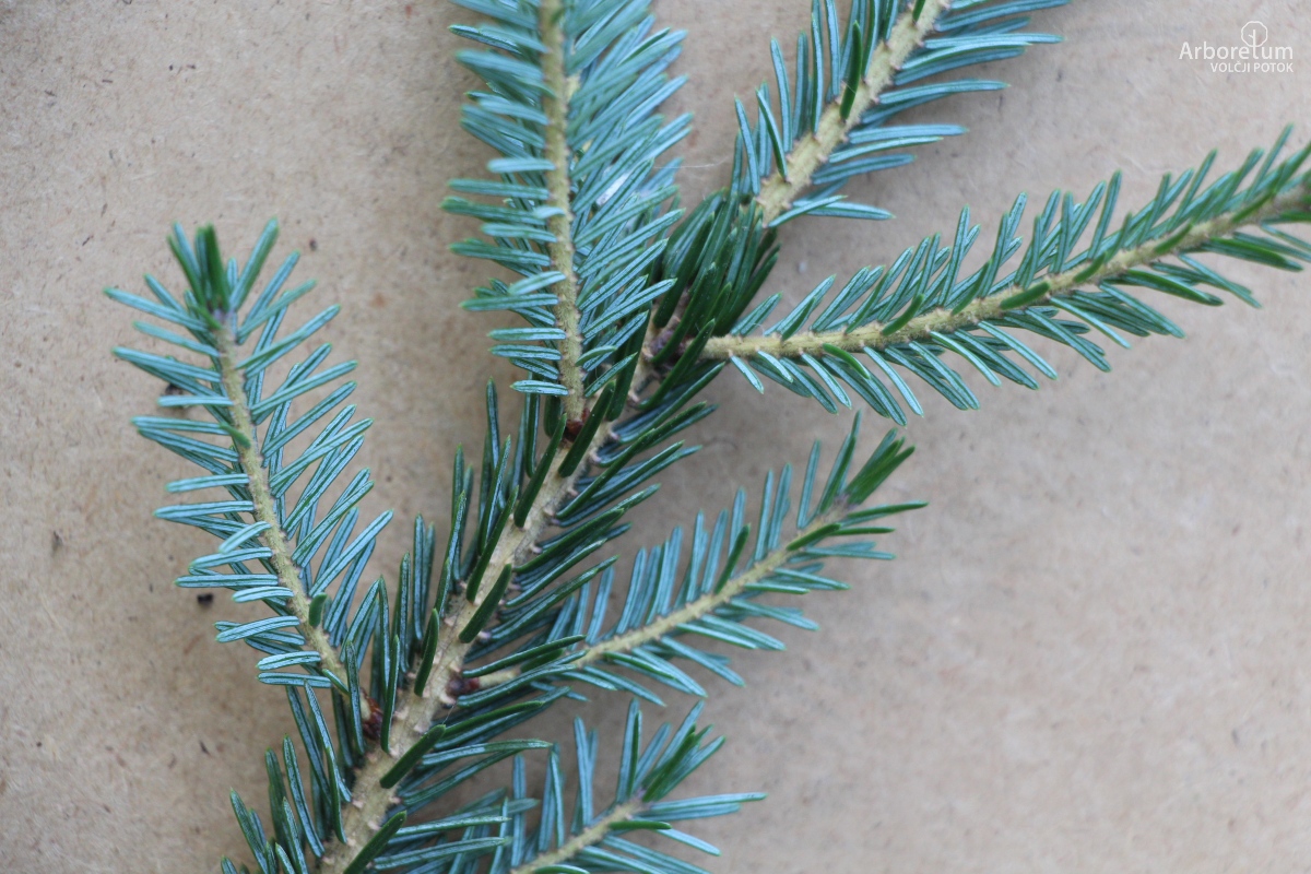 B-1-68_Picea purpurea_v4