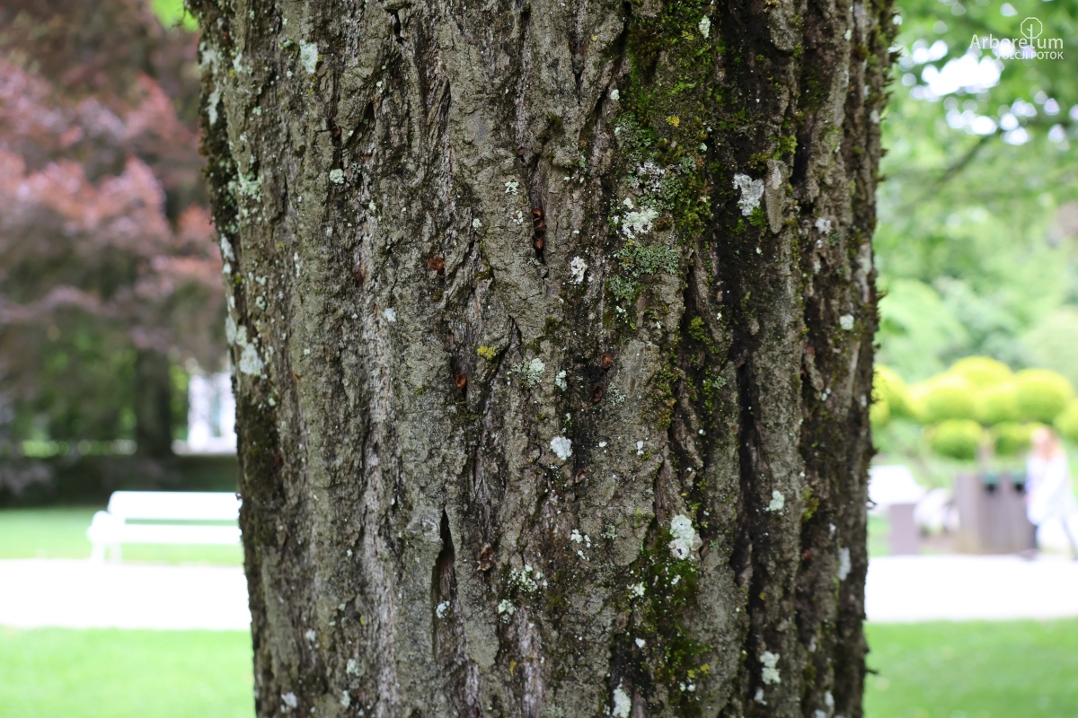 B-2-15_Kalopanax septemlobus_d