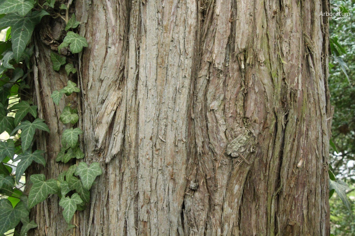 B-2-49_Juniperus virginiana_d5