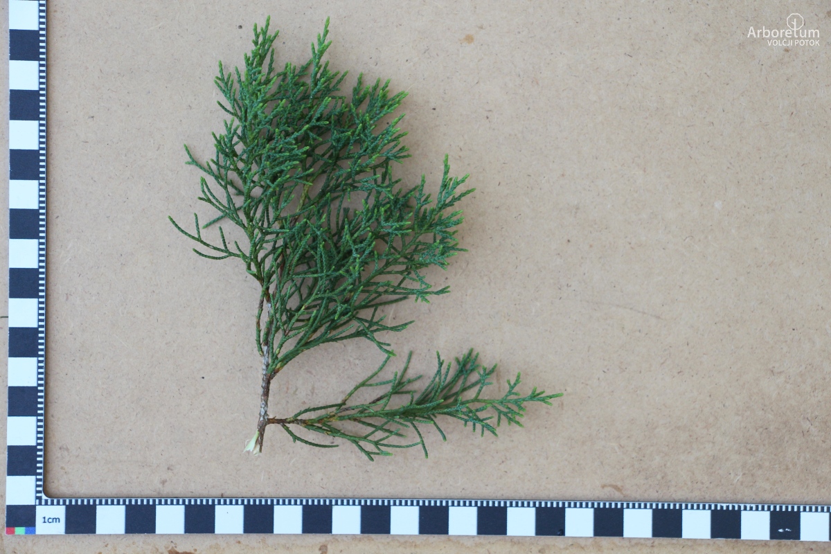 B-2-49_Juniperus virginiana_v