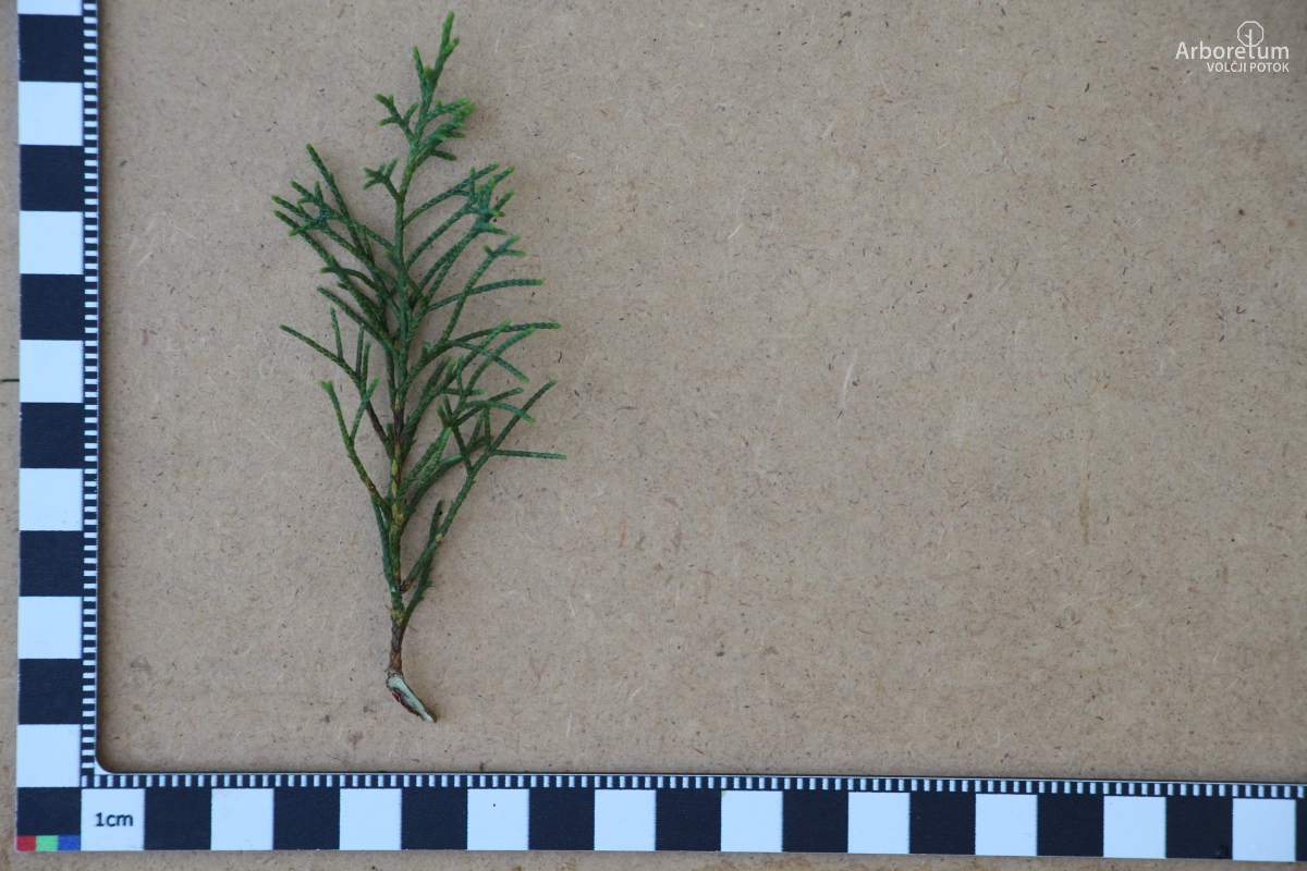 B-2-49_Juniperus virginiana_v2