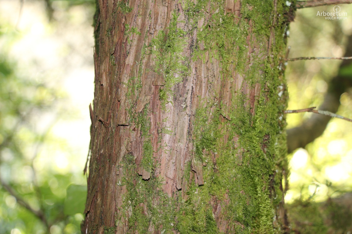 B-3-119_Juniperus scopulorum_d