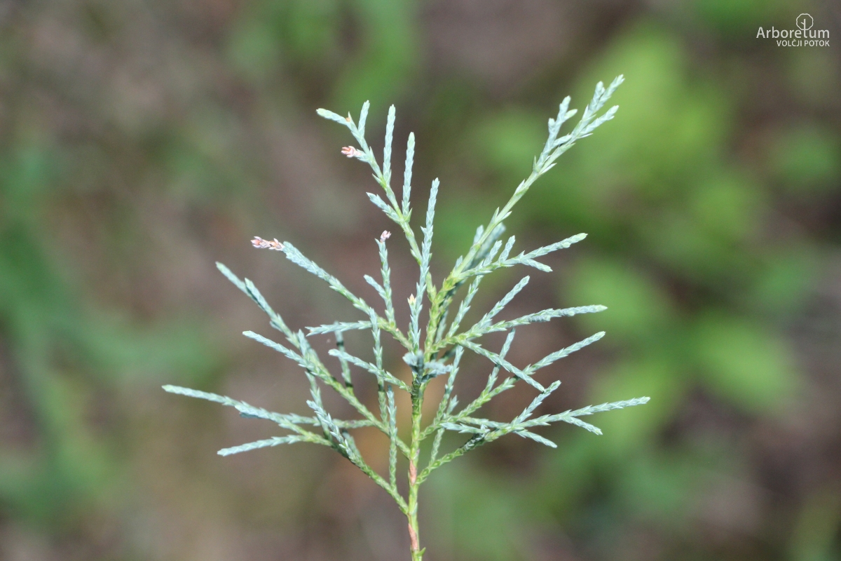 B-3-119_Juniperus scopulorum_v