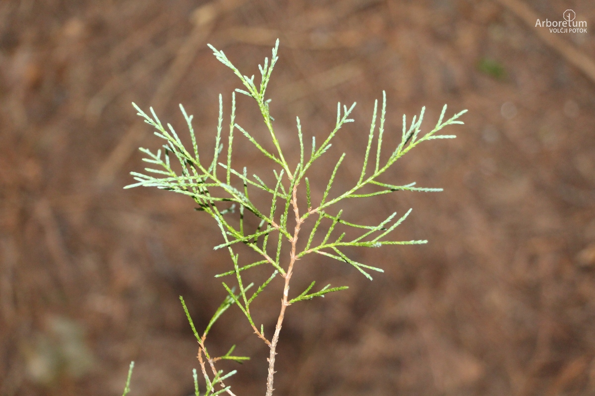 B-3-119_Juniperus scopulorum_v2