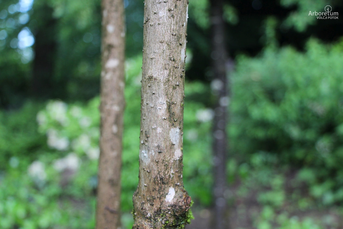 B-3-11_Chionanthus retusus_d