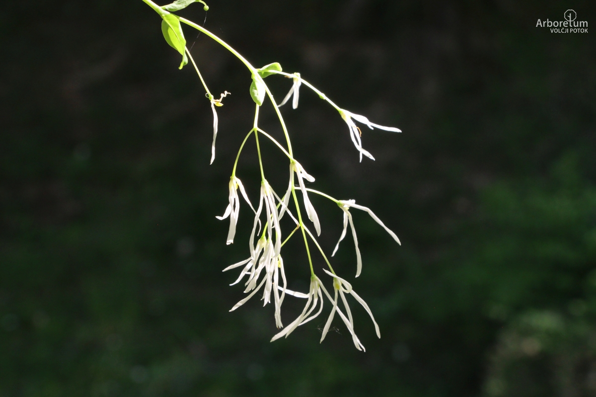 B-3-11_Chionanthus virginicus _c22