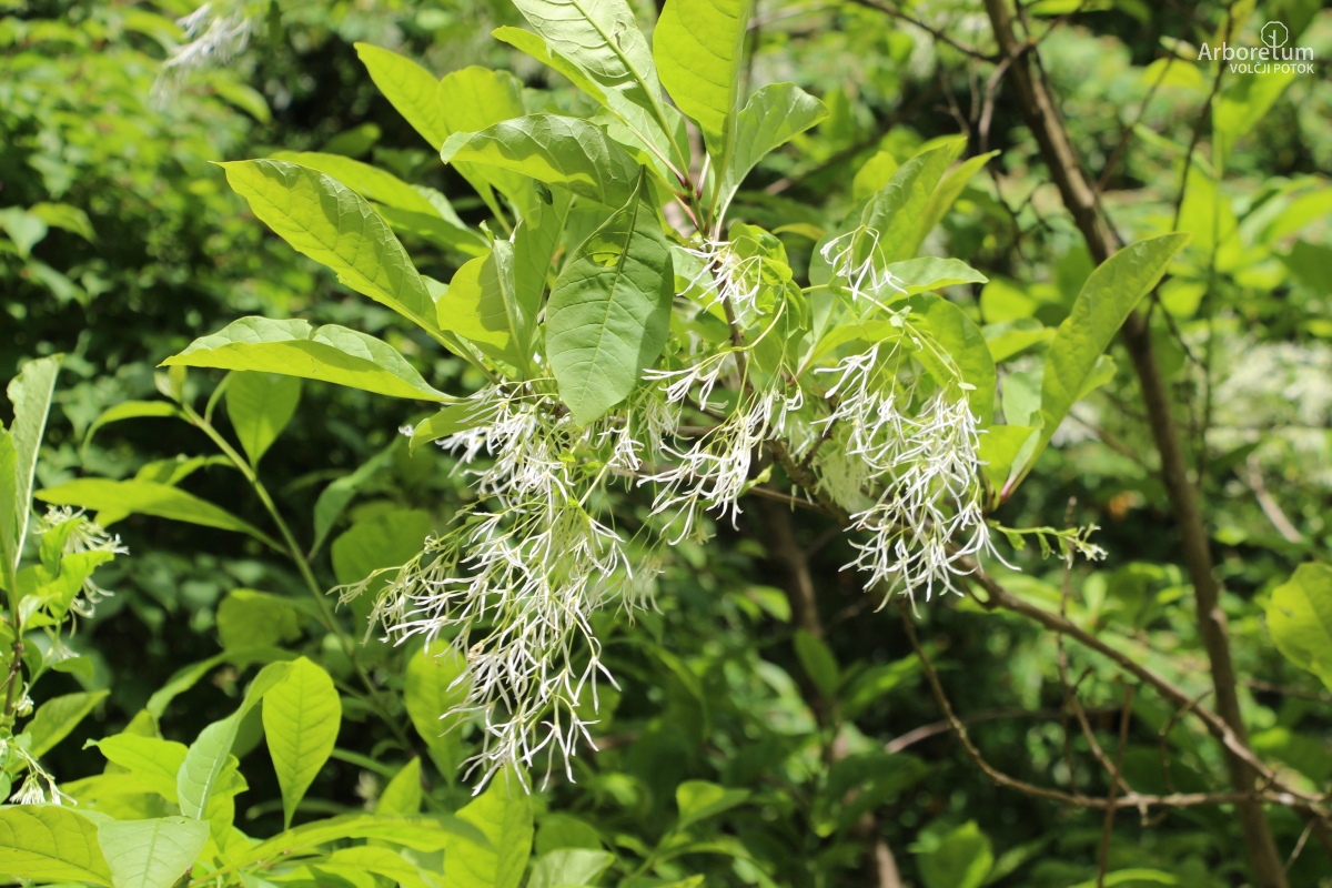B-3-11_Chionanthus virginicus_c10_maj
